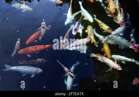 Koï pêchent dans l'étang du temple de Tirta Empul à Bali, en Indonésie. Banque D'Images