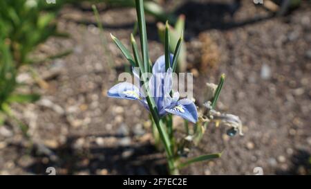 « Painted lady » reticila fleur de l'iris au début du printemps Banque D'Images