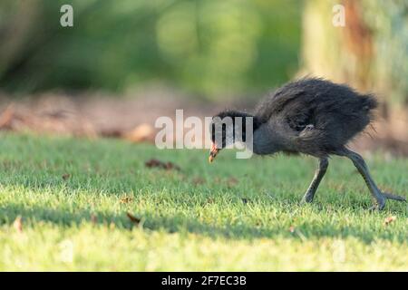 Bébé oiseau-moudailleurs commun Gallinula chloropus a de grands pieds dans un marais de Naples, en Floride Banque D'Images