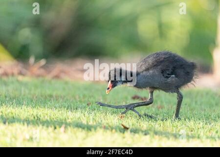 Bébé oiseau-moudailleurs commun Gallinula chloropus a de grands pieds dans un marais de Naples, en Floride Banque D'Images