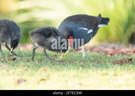 Mère et bébé Moorhen commune barboteuse oiseau Gallinula chloropus a de grands pieds dans un marais de Naples, en Floride Banque D'Images