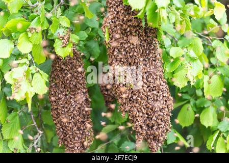 Les abeilles essaient les arbres. Deux essaims sur les branches des arbres ont décollé de la ruche. Banque D'Images