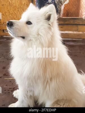 Joli chien blanc en forme de Samoyed pose assis sur le sol et regarde loin, image verticale. Banque D'Images