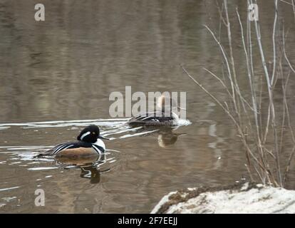 Un Merganser à capuchon ( Lophodytes cucullatus) couple de reproduction sur l'eau au printemps Banque D'Images