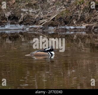 Canard Merganser à capuchon (Lophodytes cucullatus) au printemps sur l'eau glacée Banque D'Images