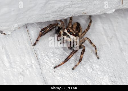 Araignée de saut de mur gris mâle adulte de l'espèce Menemerus bivittatus Banque D'Images