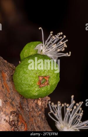 Fleurs d'un arbre de Jaboticaba de l'espèce Plinia cauliflora Banque D'Images