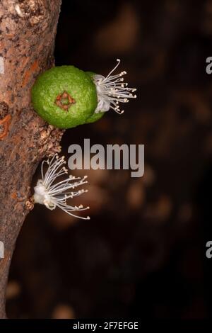 Fleurs d'un arbre de Jaboticaba de l'espèce Plinia cauliflora Banque D'Images