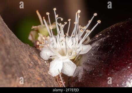 Fleurs d'un arbre de Jaboticaba de l'espèce Plinia cauliflora Banque D'Images