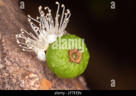 Fleurs d'un arbre de Jaboticaba de l'espèce Plinia cauliflora Banque D'Images