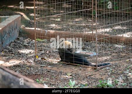 Tayra animal sauvage de l'espèce Eira barbara Banque D'Images