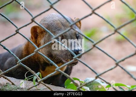 Tayra animal sauvage de l'espèce Eira barbara Banque D'Images