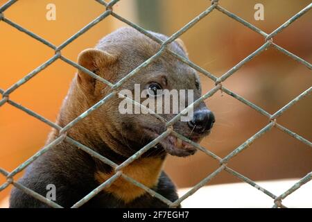 Tayra animal sauvage de l'espèce Eira barbara Banque D'Images