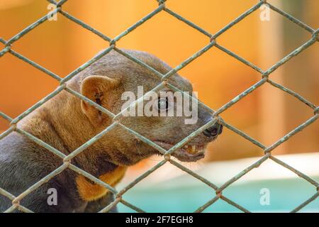 Tayra animal sauvage de l'espèce Eira barbara Banque D'Images