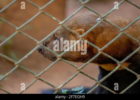 Tayra animal sauvage de l'espèce Eira barbara Banque D'Images