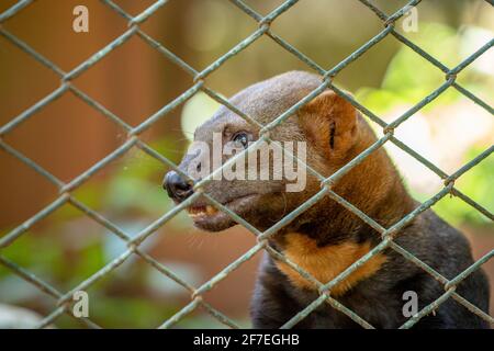 Tayra animal sauvage de l'espèce Eira barbara Banque D'Images