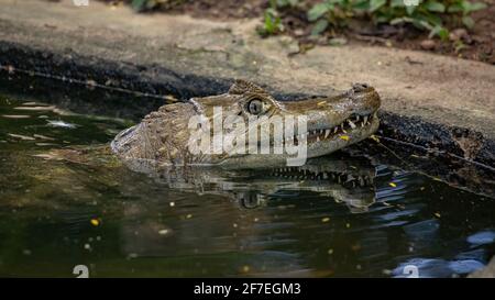 Caiman typique le genre caiman dans l'eau Banque D'Images