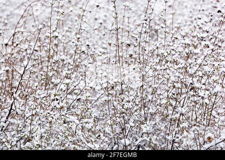 Hiver neige scène arbuste dans les plantes blanches Banque D'Images