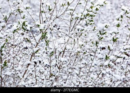 Scène de neige d'hiver arbuste dans les tiges blanches Banque D'Images