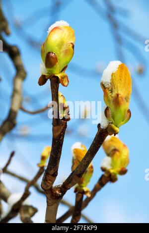 Aesculus hippocastanum bourgeons neige couverte Banque D'Images