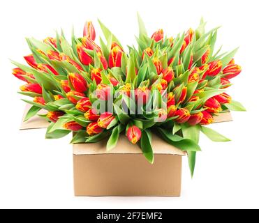 grand bouquet de tulipes rouges dans un panier sur un arrière-plan blanc Banque D'Images