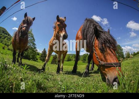 Un groupe de chevaux bruns se nourrissant dans un champ, derrière une clôture électrique. Photo en œil de poisson depuis le sol. Banque D'Images