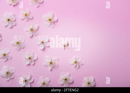 Arrière-plan floral rose flou. Fleurs de Gypsophila en gros plan. Banque D'Images