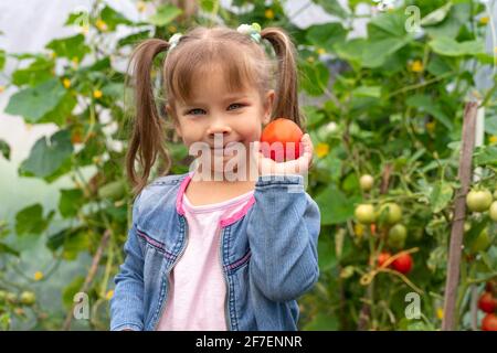 récolte de tomates dans une ferme familiale. une petite fille dans une veste bleue en denim tient une tomate mûre dans sa main et sourit Banque D'Images