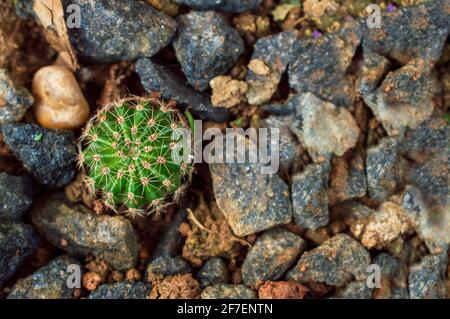 Echinocactus grusonii est largement cultivé par des pépinières de plantes spécialisées comme plante ornementale, pour la plantation dans des conteneurs, jardins d'habitat du désert Banque D'Images