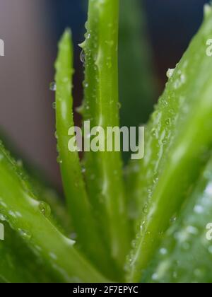 L'Aloe Vera vert plante de près couvert de gouttelettes d'eau Banque D'Images