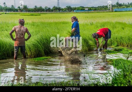 Un agriculteur recueille des semis de paddy du lit de semences de Khulna, au Bangladesh. Banque D'Images