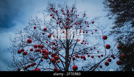 Immense arbre sans feuilles en hiver, mais plein de décorations de boules rouges de noël. Boules rouges en plastique sur un véritable arbre de noël. Banque D'Images