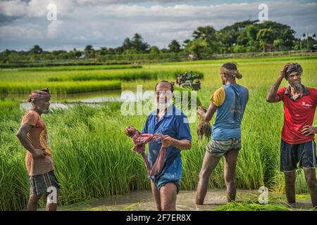 Un agriculteur recueille des semis de paddy du lit de semences de Khulna, au Bangladesh. Banque D'Images