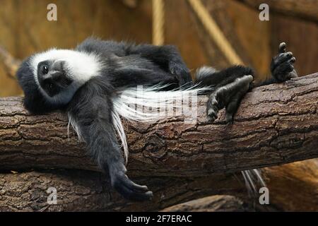 Guoreza (Colobus guereza) singe noir et blanc reposant sur l'arbre Banque D'Images