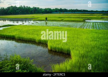 Un agriculteur recueille des semis de paddy du lit de semences de Khulna, au Bangladesh. Banque D'Images