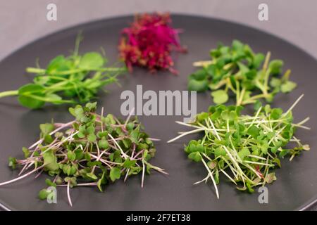 Pousses sur une plaque grise sur un fond gris. Microgreens, radis, moutarde, arugula, pois, amaranth, antioxydant, détox, régime, supplément de salade Banque D'Images