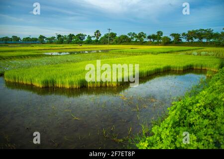 Un agriculteur recueille des semis de paddy du lit de semences de Khulna, au Bangladesh. Banque D'Images