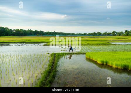 Un agriculteur recueille des semis de paddy du lit de semences de Khulna, au Bangladesh. Banque D'Images