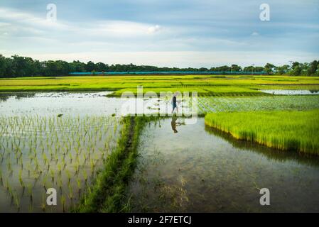 Un agriculteur recueille des semis de paddy du lit de semences de Khulna, au Bangladesh. Banque D'Images