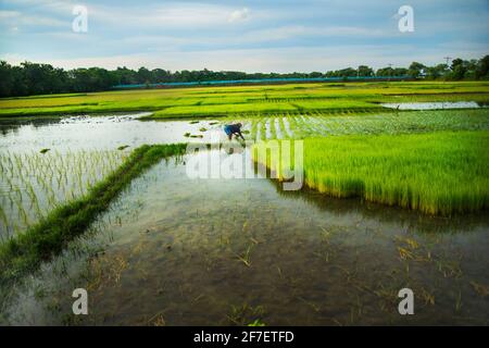 Un agriculteur recueille des semis de paddy du lit de semences de Khulna, au Bangladesh. Banque D'Images