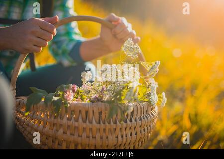 Femme tenant un panier tissé de tisserand rempli d'herbes et d'épices prises dans un jardin naturel ouvert. Ingrédients de thé bio dans un panier. Banque D'Images