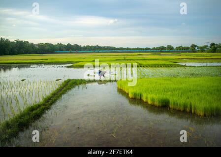 Un agriculteur recueille des semis de paddy du lit de semences de Khulna, au Bangladesh. Banque D'Images