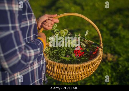 Femme tenant un panier tissé de tisserand rempli d'herbes et d'épices prises dans un jardin naturel ouvert. Ingrédients de thé bio dans un panier. Banque D'Images