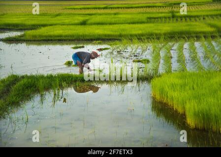 Un agriculteur recueille des semis de paddy du lit de semences de Khulna, au Bangladesh. Banque D'Images