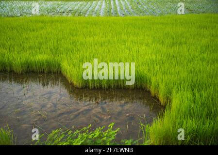 Un agriculteur recueille des semis de paddy du lit de semences de Khulna, au Bangladesh. Banque D'Images