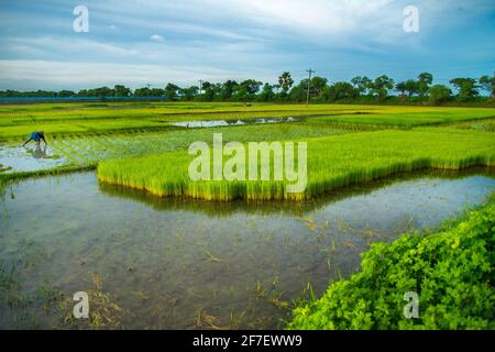 Un agriculteur recueille des semis de paddy du lit de semences de Khulna, au Bangladesh. Banque D'Images