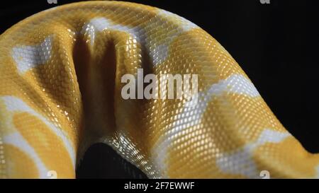 Images de la peau de phyton d'albinos sur noir Banque D'Images