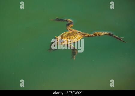 La grenouille jaune ou verte flotte sur de l'eau vert émeraude. Grenouille paresseuse dans l'eau, froid et reposant avec les jambes écartées. Banque D'Images