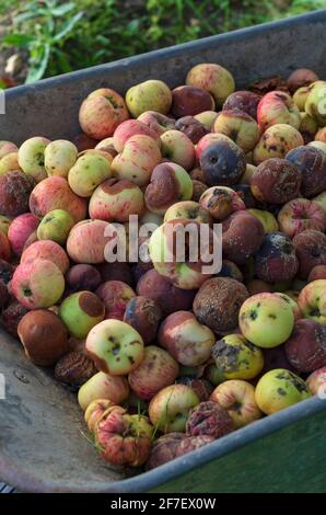 Pile de pommes de jardin pourries récoltées dans un chariot de jardin à mettre au rebut à la fin de l'été Banque D'Images