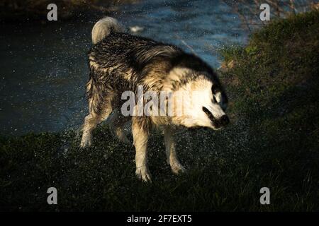 Un husky sibérien secoue l'eau de sa fourrure avec des gouttelettes d'eau qui volent partout autour de lui. Banque D'Images